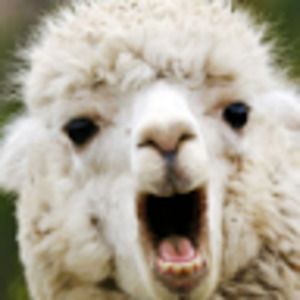 Meet your Posher, Brynn